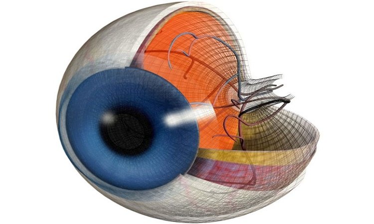 Eye-Sectional-Anatomy-750450
