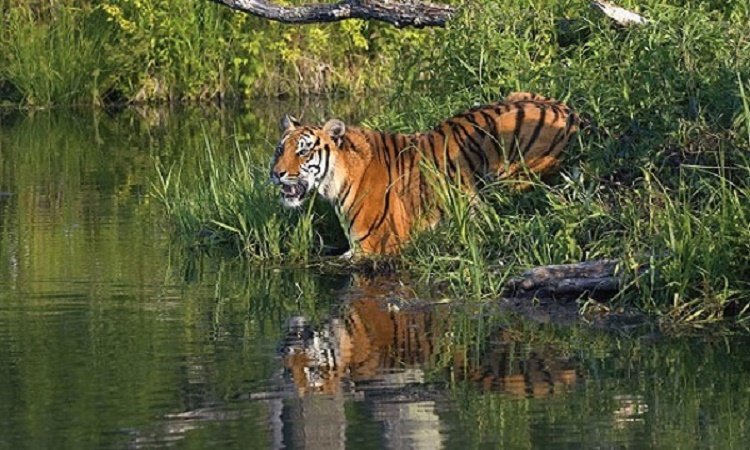 Royel-Bengal-Tigers-1909081617