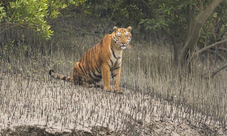 Sundarban's_Bengal-tiger_