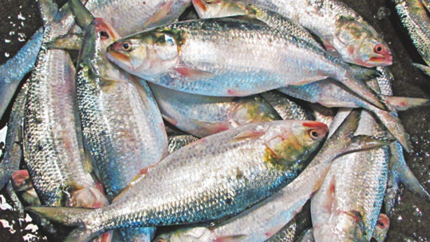 hilsa-fish